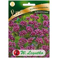 Werbena patagońska liliowe