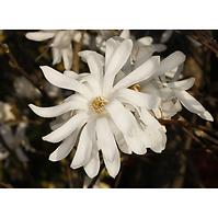 Magnolia Stellata C5