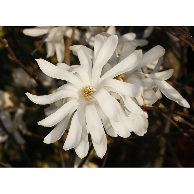 Magnolia Stellata C5
