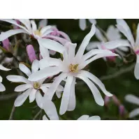 Magnolia Stellata ROSEA C5