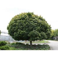 Acer Platanoides Globosum 200 - 220cm C20