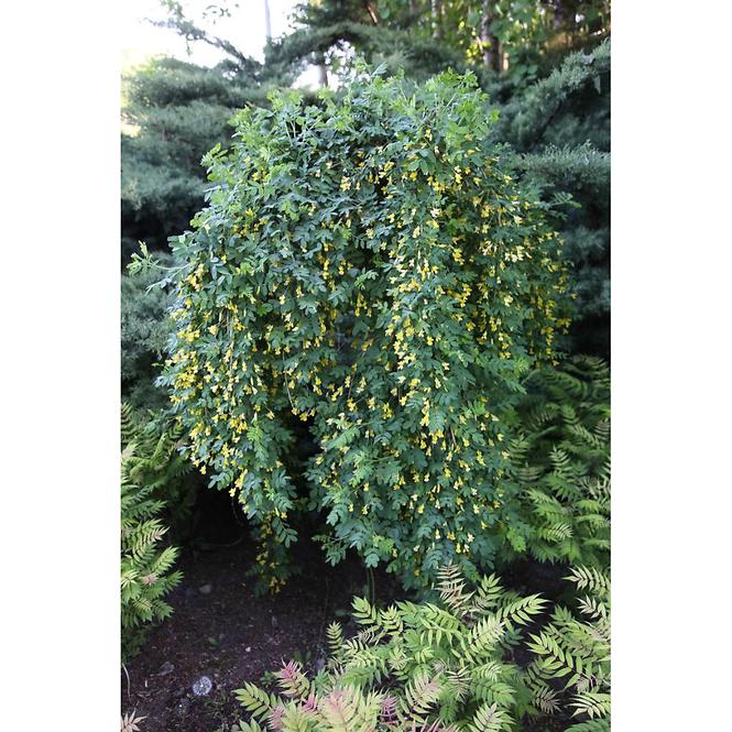 Caragana Arborescens Pendula 140 cm C12