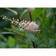 Clethra Alnifolia Pink Spire 40 – 60 cm C5