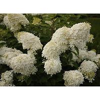 Hydrangea Paniculata Phantom 40 - 60 cm C3