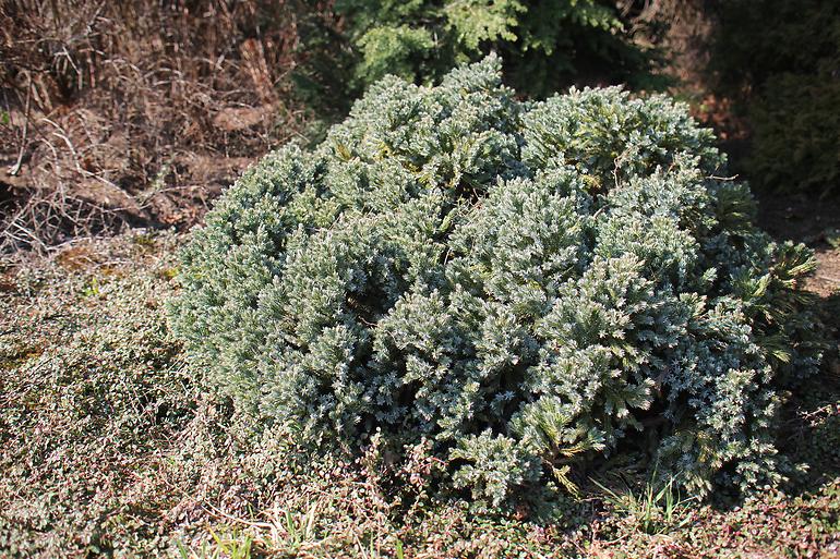 Juniperus squamata blue star c3