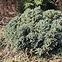Juniperus squamata blue star c3,2