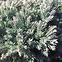 Juniperus squamata blue star c3,3