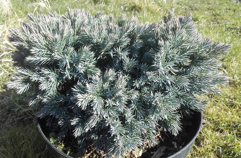 Juniperus squamata blue star c3