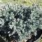 Juniperus squamata blue star c3,4