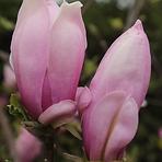 Magnolia C5