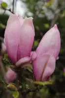 Magnolia C5