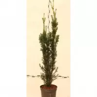 Cis w odmianach C5
