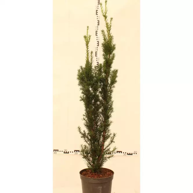 Cis w odmianach C5
