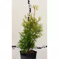 Thuja occidentalis aurescens/yellow ribbon C3