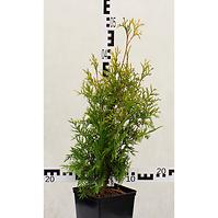 Thuja occidentalis aurescens/yellow ribbon C3