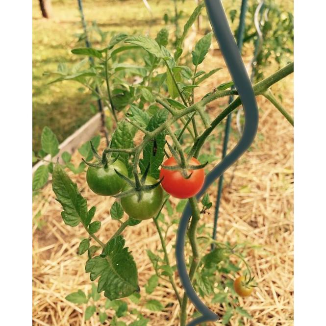 Tyczka spiralna do pomidorów 180 cm