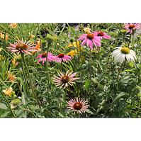 Echinacea C1,5