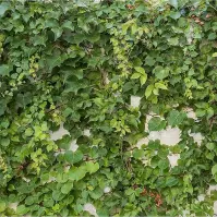 Panel szklany 60/60 Cement Ivy-1 Esg