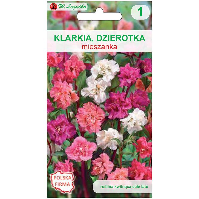 Klarkia. Dzierotka