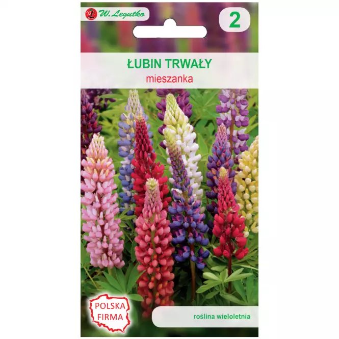 Łubin trwały ogrodowy