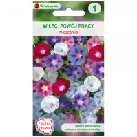 Wilec. Powój pnący mieszanka
