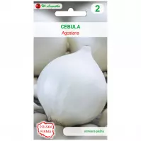 Cebula agostana - łuska biała. Śr. Wczesna