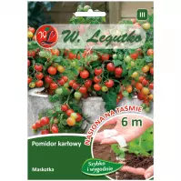 Pomidor gruntowy karłowy wiotkołodygowy maskotka