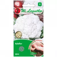 Kalafior igloo - róża biała. Wczesna