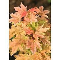 Acer pseudoplatanus puget pink 160-180 C5 PA