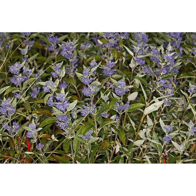 Caryopteris clandonensis heavenly blue 30-40 C3