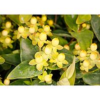 Hypericum inodorum magical sunshine 40-60 C5