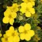 Potentilla fruticosa kobold 20-30 C2