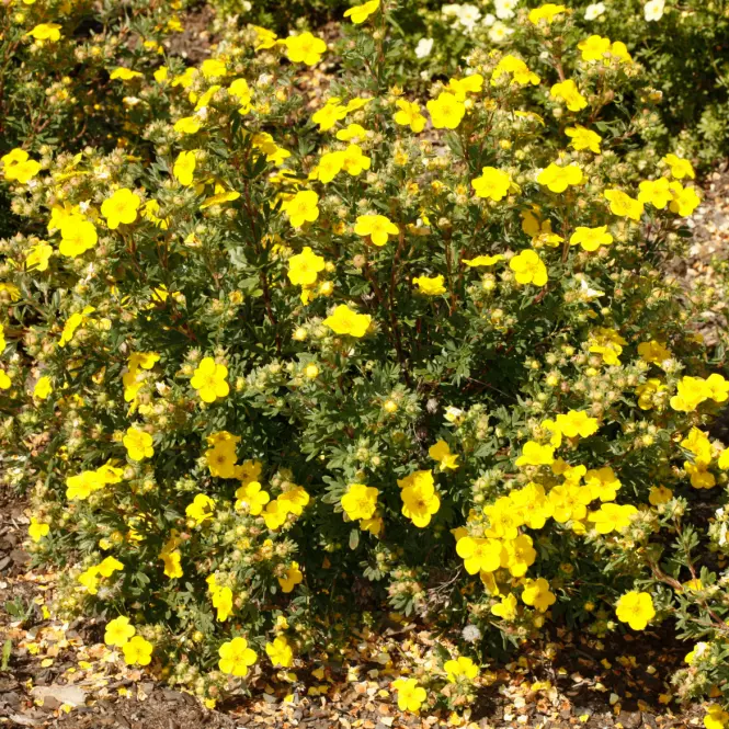 Potentilla fruticosa kobold 20-30 C2,2