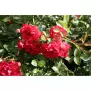 Rosa champlain 30-40 C3