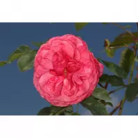 Rosa morden ruby 30-35 C3