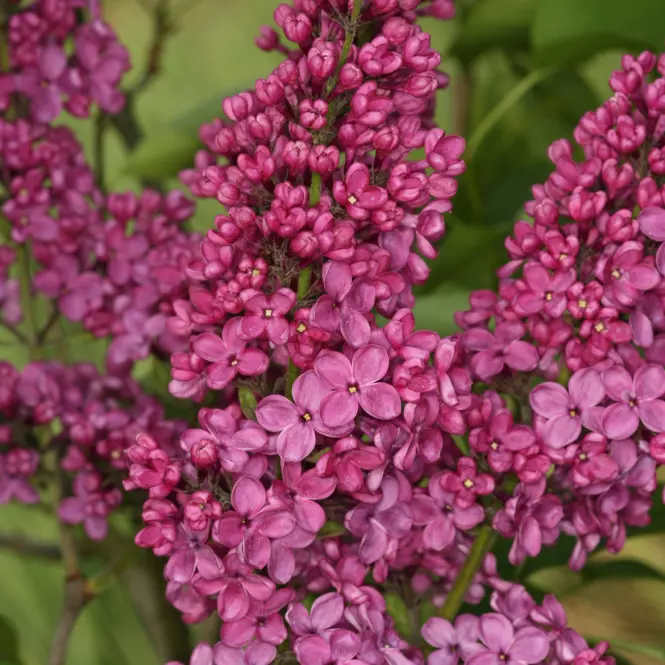 Syringa vulgaris  w odmianach 40-60 C5