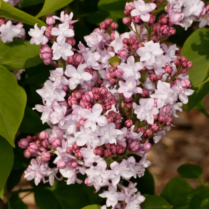 Syringa vulgaris  w odmianach 40-60 C5