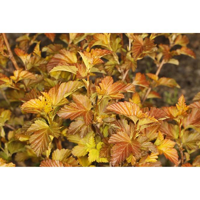 Physocarpus amber jubilee jefam 40-60 C4
