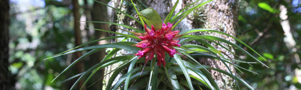 Bromelia- Merkury Market