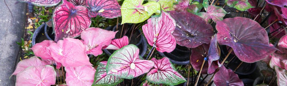 caladium w Merkury Market