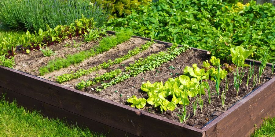 Gdzie najlepiej założyć ogródek warzywny?