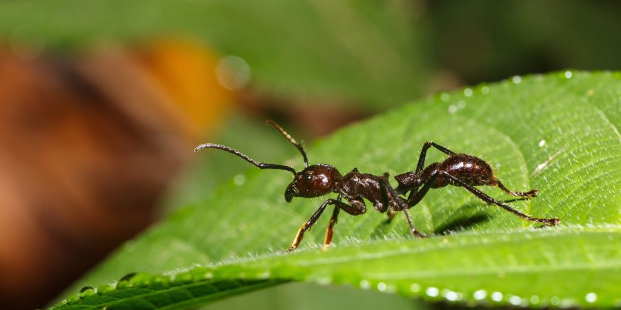 jak zwalczyć mrówki w ogrodzie?
