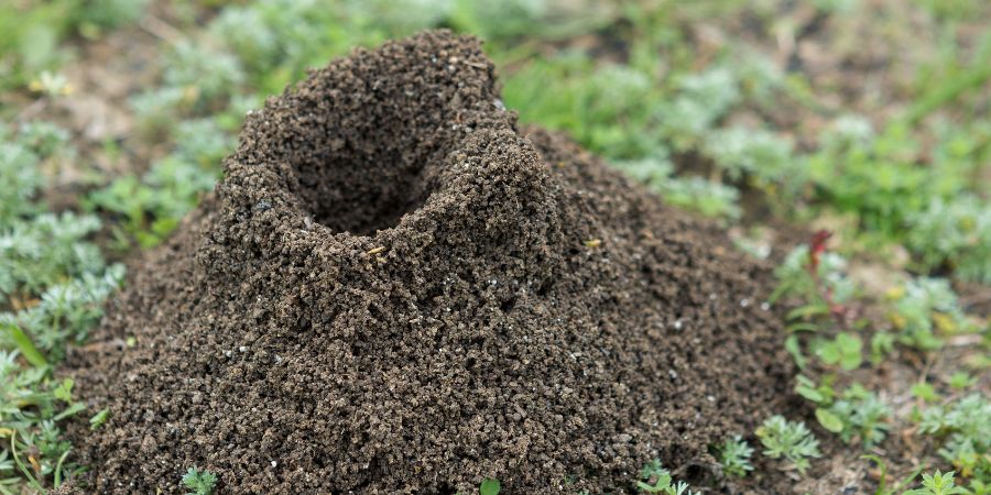mrowisko - czego nie lubią mrówki w ogrodzie?