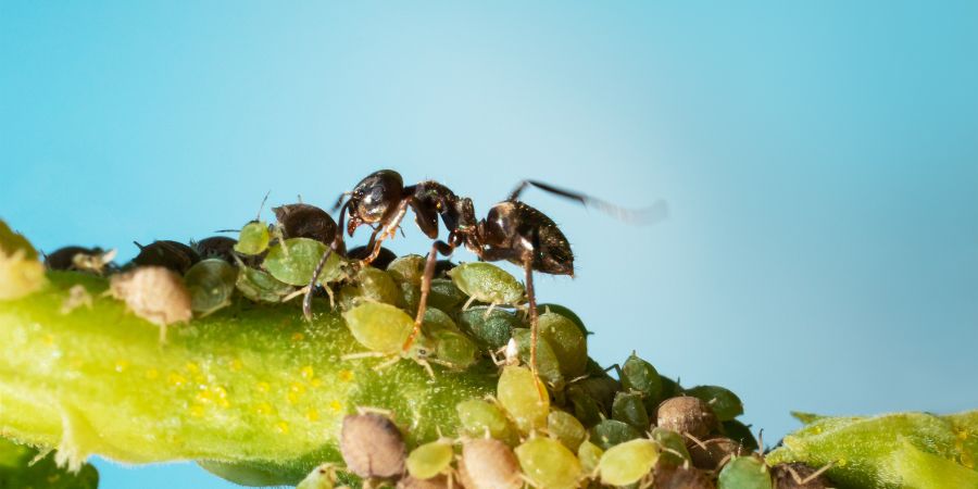 preparat na mrówki w ogrodzie