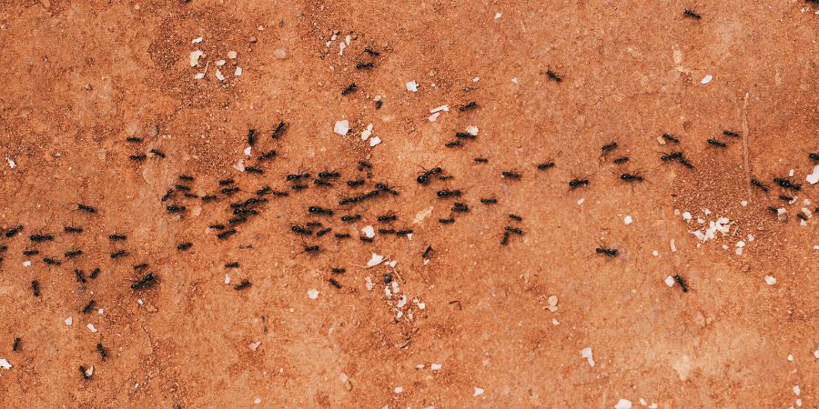 tradycyjne metody zwalczania mrówek