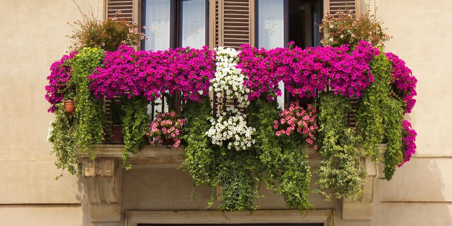 balkon z kwiatami