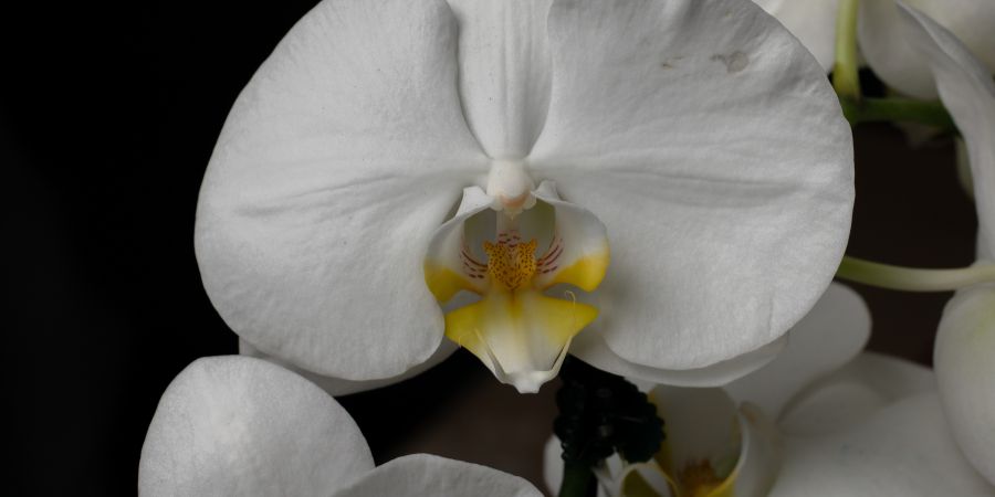 orchidee