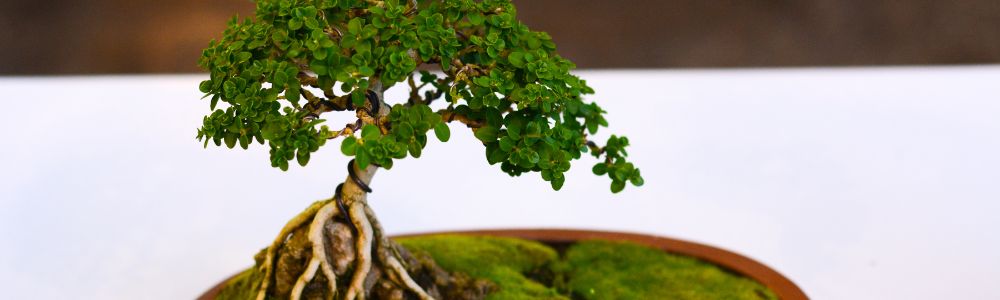 Ficus bonsai - Merkury Market