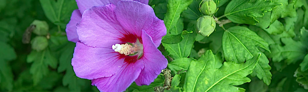 Hibiskusy do ogrodu - Merkury Market