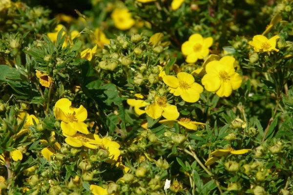 pięciornik, kwiaty z żółtym brzegiem, liście z zieloną obwódką, odporny na niskie temperatury